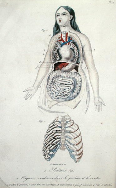 H. Croshiles、パリの「Hygiene et Maladies de la Poitrine et de la Voix」より胸と胃の臓器 作： French School