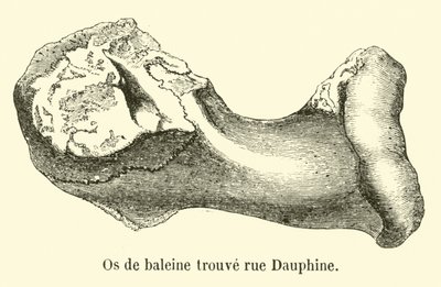 ドフィネ通りで発見されたクジラの骨 作： French School