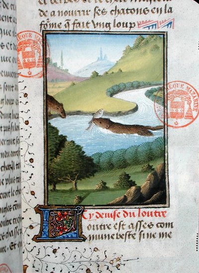 魚を捕るカワウソ（Gaston Phebus de Foix（1331-91）の『Livre de la Chasse』より）（vellum 作： French School