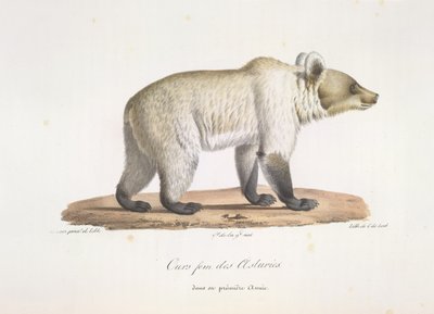 アストゥリアス出身のクマの女性。 哺乳類の自然史からの女性のスペインのヒグマ（カラーリソ） 作： French School