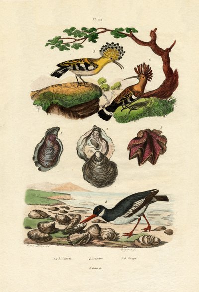 カキ、1833-39 作： French School