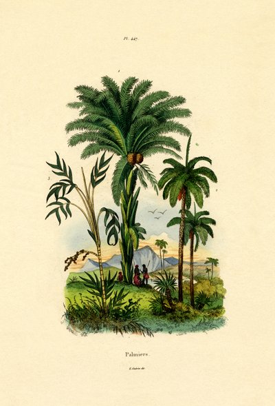 ヤシの木、1833-39 作： French School