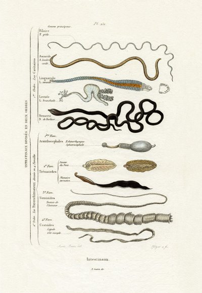 寄生虫、1833-39 作： French School