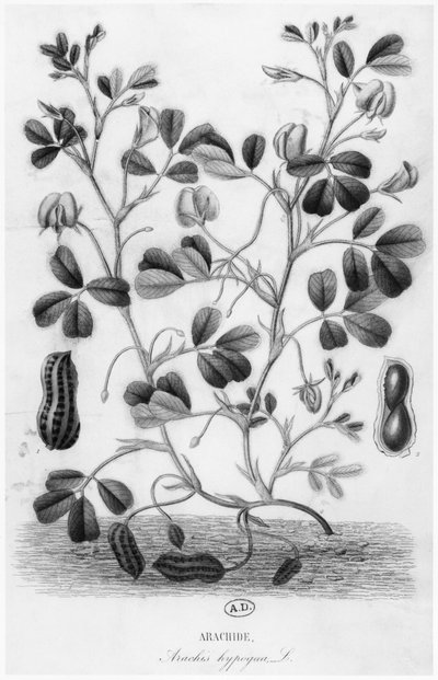 ピーナッツ（Arachis hypogaea） 作： French School