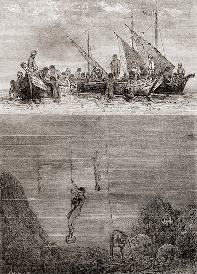18世紀のセイロン島沖での真珠採り（1870年頃発行の「Les Merveilles de la Science」より）（エングレーヴィング 作： French School