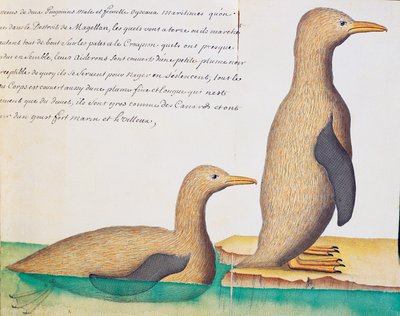 マゼラン海峡のペンギン、フランスのCompagnie royale de la Mer du Sudの船長Jacques Gouin de Beauchesne (1652-1730)が1698年から1701年にかけて作成した航海日誌の水彩画。 作： French School