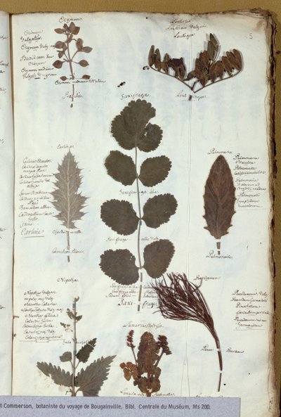 Philibert Commersons（1727-73）標本 作： French School