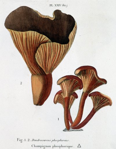 Jean Jacques Paulet "Traité des champignons "に掲載されているリンのキノコ 18世紀後半 作： French School