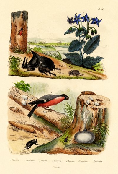 松ゾウムシ、1833-39 作： French School