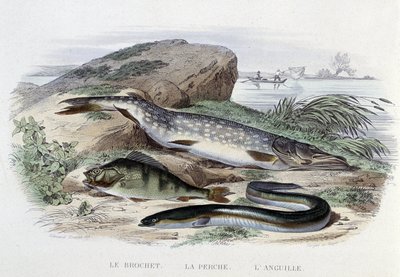 魚座：カマス、スズキ、ウナギ - Lacépèdeの「Histoire Naturelle」、Furne編、パリ 作： French School