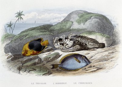 魚座：トリコロール、恐ろしい、外科医-ラセペードの「自然史」に掲載、フルネ編、パリ 作： French School