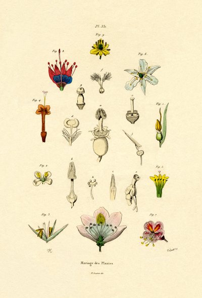 植物育種、1833-39 作： French School