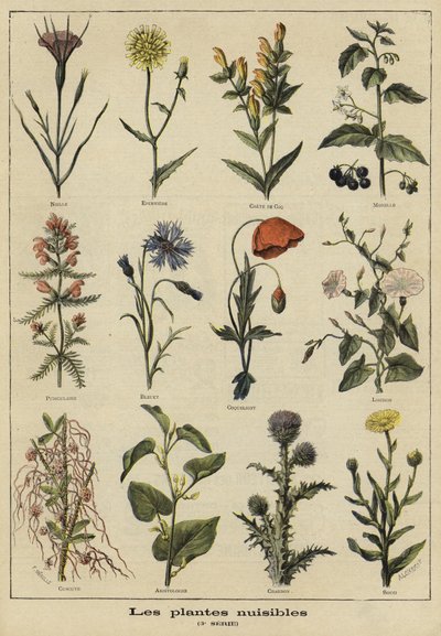 農業に有害な植物 作： French School