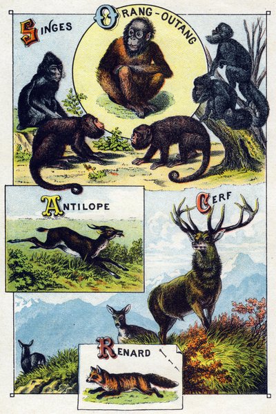 プレート1：サル、オランウータン、アンテロープ、シカ、キツネ。Syllabary alphabet of wild animals "のエングレーヴィング。19世紀後半、エピナルの印刷出版社、Serie A. Pellerin et Cie。Chromolithographs 。8ページの小さな広告アルバムには五十音図と 作： French School