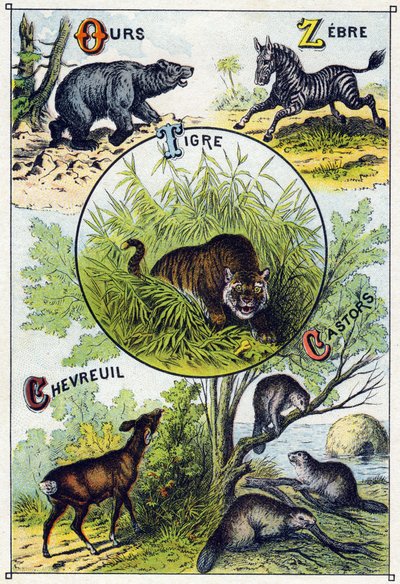 プレート2：熊、シマウマ、虎、鹿、ビーバー。Syllabary alphabet of wild animals "のエングレーヴィング。19世紀末、エピナルの印刷出版社、Serie A. Pellerin et Cie。Chromolithographs 。五十音図と画像を含む8ページの小さな広告アルバム 作： French School