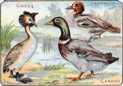 プレート2：グリーブ、ティール、ダック。Syllabary alphabet of birds and reptiles"(鳥類と爬虫類の五十音順アルファベット)のエングレーヴィング。19世紀末、エピナルの印刷出版社、Serie A. Pellerin et Cie。クロモリトグラフ。五十音図とイメージの伴奏が入った8ページの小さな広告アルバム 作： French School