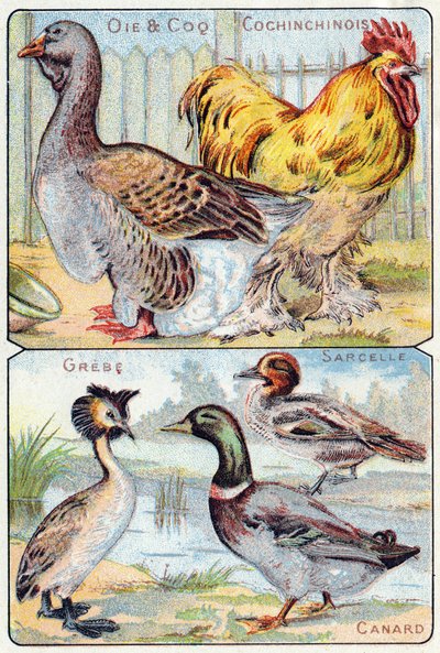 プレート2 上グースとルースターとチャイニーズ、ボトム。グリーブ、ティール、ダック。Syllabary alphabet of birds and reptiles"(鳥類と爬虫類の五十音順アルファベット)のエングレーヴィング。19世紀末、エピナルの印刷出版社、Serie A. Pellerin et Cie。クロモリ写真。小さな8ページの広告アルバム。 作： French School