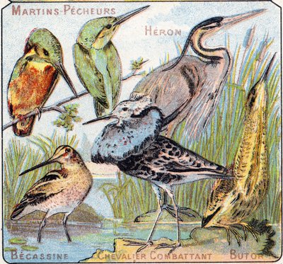 プレート3：カワセミ、サギ、ベカシン、ナイトファイト、ブトール。Syllabary alphabet of birds and reptiles"(鳥類と爬虫類の五十音順アルファベット)のエングレーヴィング。19世紀末、エピナルの印刷出版社、Serie A. Pellerin et Cie。クロモリ写真。8ページの小さな広告アルバムには 作： French School
