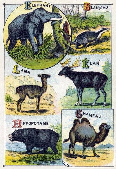 プレート4：ゾウ、アナグマ、ラマ、エラン、カバ、ラクダ。Syllabary alphabet of wild animals "のエングレーヴィング。19世紀末、エピナルの印刷出版社、Serie A. Pellerin et Cie。クロモリトグラフ。シラバスを含む8ページの小さな広告アルバム 作： French School