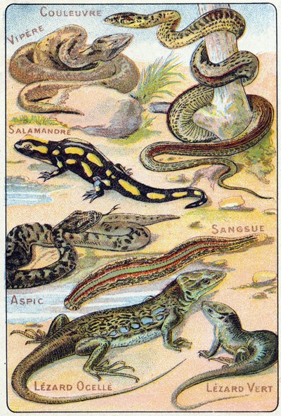 プレート4：蛇、毒蛇、サラマンダー、アスピック、リーチ、Lezard ocelle、Green Lezard。Syllabary alphabet of birds and reptiles"(鳥類と爬虫類の五十音順アルファベット)のエングレーヴィング。19世紀末、エピナルの印刷出版社、Serie A. Pellerin et Cie。クロモリ写真。小さな8ページの広告。 作： French School