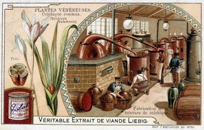 毒草：一般的なコルチアルとコルチアルチンキの製造-クロモ。リービッヒ、19世紀後半 作： French School
