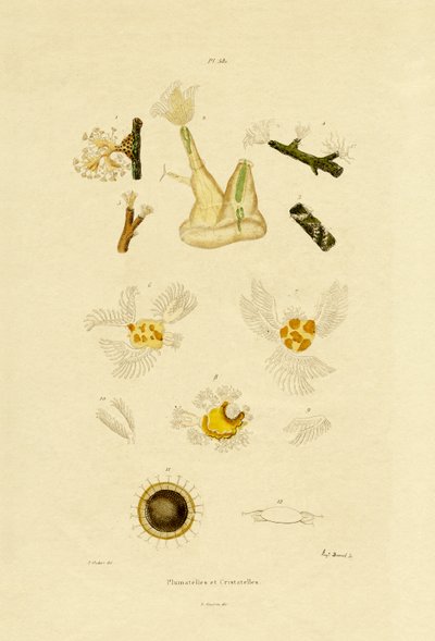 ポリープ、1833-39 作： French School