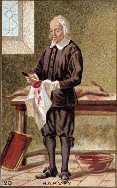 イギリスの医師、ウィリアム・ハーヴェイ（1578-1657）の肖像。 作： French School