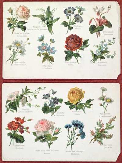花の言語と意味を描いた絵葉書、1905年頃 作： French School