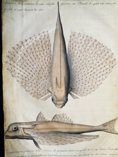 翼のある魚の横顔と背中、ブラジル・ビッグアイランド、フランスのCompagnie royale de la Mer du Sudの船長Jacques Gouin de Beauchesne（1652-1730）が1698年から1701年まで使用した航海日誌からの水彩画 作： French School