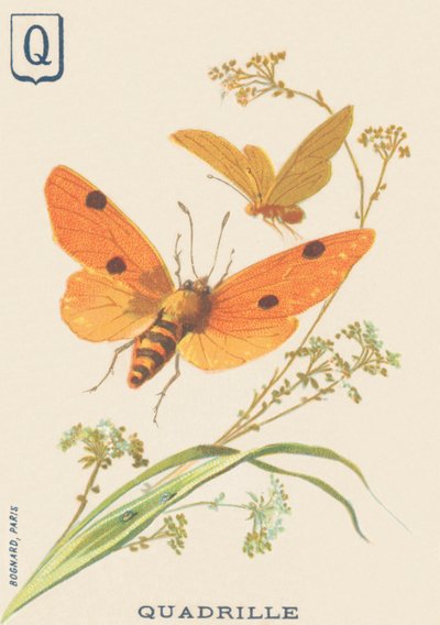Q：クアドリラ（Lithosia quadraまたはLithosie quadrille 作： French School