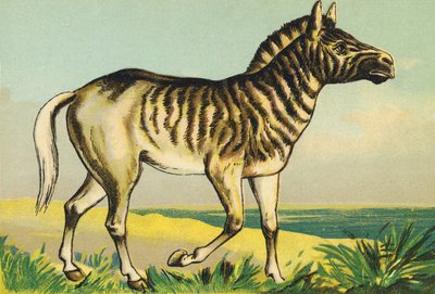 クアッガ（またはクアッガ、1883年に染色されたシマウマ亜種）としてのQ 作： French School