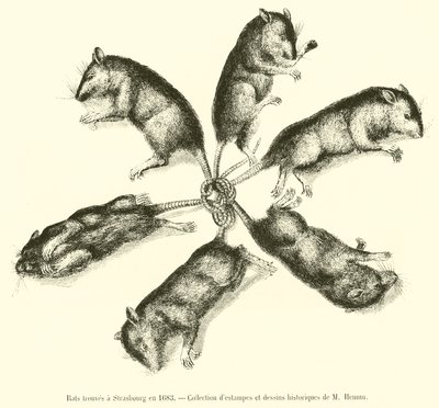 1683年にストラスブールで発見されたネズミ 作： French School