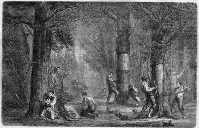 リエージュ・オーク（オーク・リエージュ）の樹皮の再利用。1864年12月3日発行の "Le Monde Illustré "399号に掲載されたルイ・フィギエの "Histoire des plantes "に掲載された図版。 作： French School