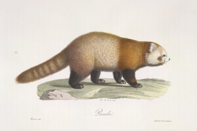 レッサーパンダ。 哺乳動物の自然史からの Ailurus fulgens (色リソ) 作： French School