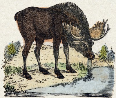 トナカイ。Alphabet des animaux sauvages "に掲載されている版画です。9th Serie.エピナルのイメージ、ペラン、印刷出版社、1870年頃。木にステンシルで描かれた版画。16ページ。16ページ。厚さ20×15cm。個人蔵 作： French School