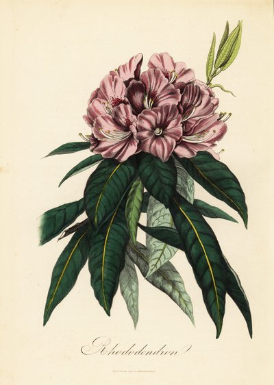Rhododendron, Rhododendron javanicum 作： French School