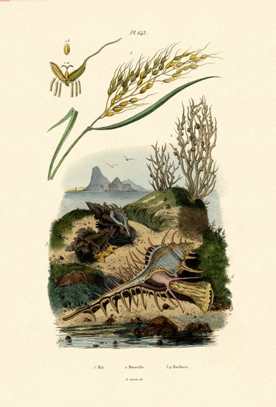 米、1833-39 作： French School