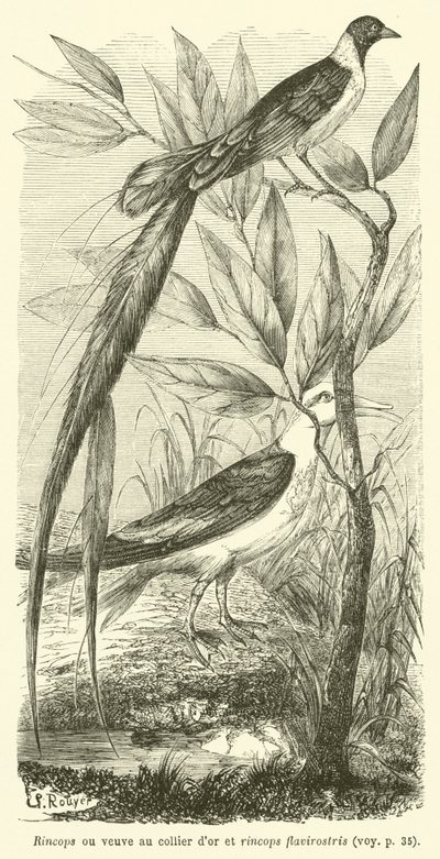Rincops or golden-necked widow and rincops flavirostris (engraving) 作： French School