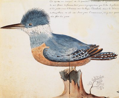 マゼラン海峡のエリザベス湾に生息するアカショウビン（Megaceryle torquata）、フランスのCompagnie royale de la Mer du Sudの船長Jacques Gouin de Beauchesne（1652-1730）が1698年から1701年にかけて作成した航海日誌の水彩画 作： French School