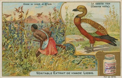 Ruddy Shelduck;アフリカでのカモ狩り 作： French School