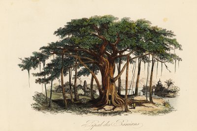 聖なるイチジクの木（Ficus religiosa）、別名：菩提樹、バニアンツリー、バニヤンツリー、ピパラツリー、ピーパルツリー、アシュワッタツリー 作： French School