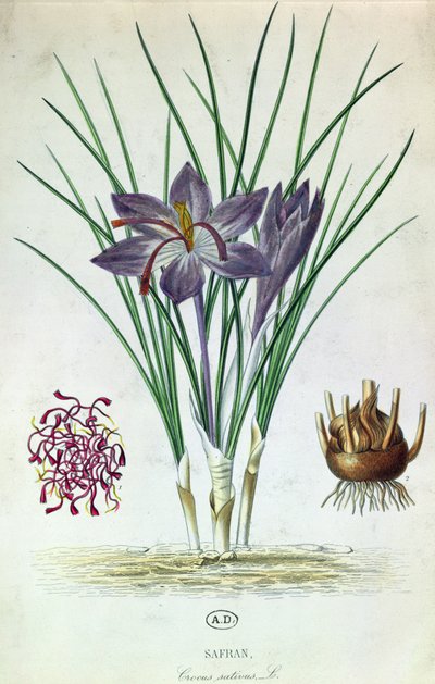 サフラン（Crocus Sativus） 作： French School
