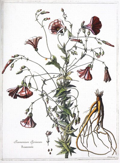 Scamoneum (Scamonium Syriacum) - "ルイ14世の命により刻まれた植物のコレクション "より 作： French School