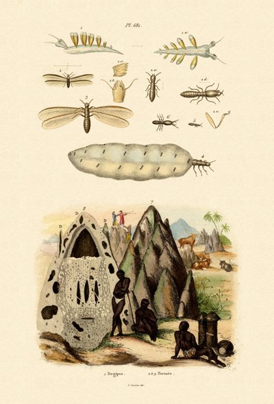 シースラッグ、1833-39 作： French School