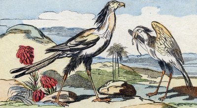サーペンターリー。Buffon Alphabet des Oiseaux n 2 "に掲載されている彫刻です。3rd Serie N 2.エピナル、エピナルのイメージング、19世紀後半。16ページ。ディム：28x21cm 作： French School