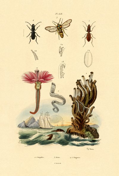 セルプリド、1833-39 作： French School