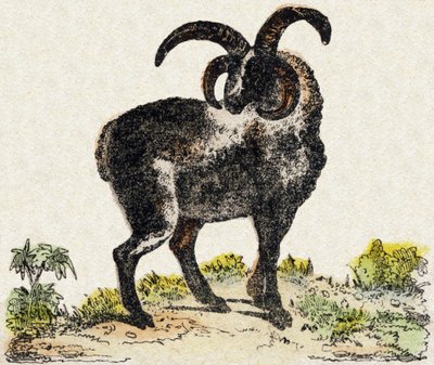 羊。Alphabet des animaux sauvages "に掲載されている版画です。9th Serie.エピナルのイメージ、ペラン、印刷・出版業者、1870年頃。木にステンシルで描かれた版画。16ページ。16ページ。厚さ20×15cm。個人蔵 作： French School