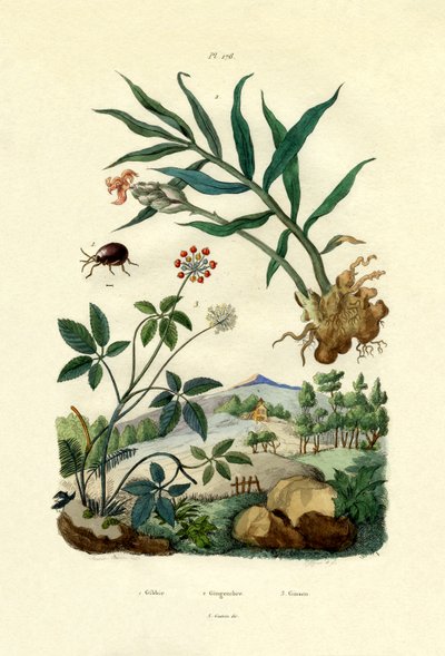 シャイニースパイダービートル、1833-39 作： French School