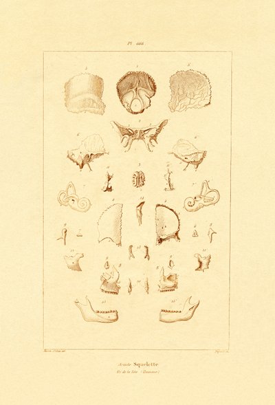 スケルトン、1833-39 作： French School