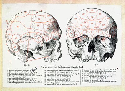 フランツヨーゼフガル（1758-1828）後の骨相の徴候がある頭蓋骨 作： French School
